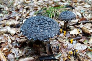 Black fungus